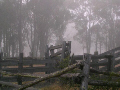 Mist at stockyards